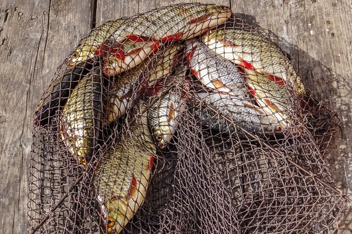 Just caught rudd lying on fishing net.