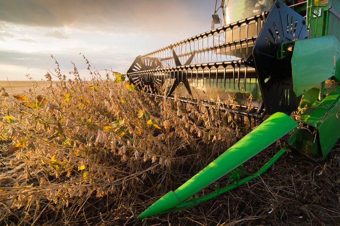 Harvesting of soybean field with combine