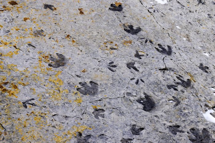 Fossilised dinosaur footprints, Dinosaur Ridge, Colorado, USA