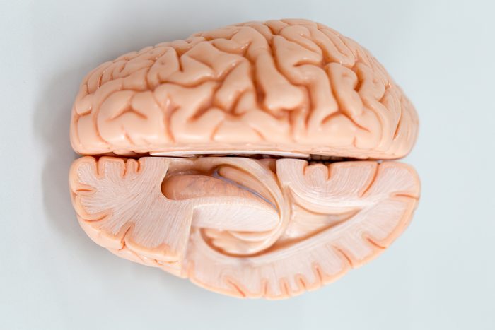 Human brain model for education in laboratory.