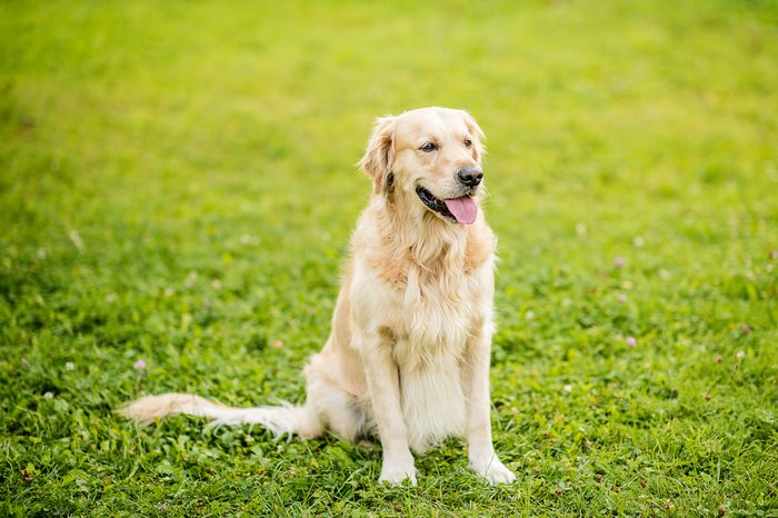 dog golden retriever