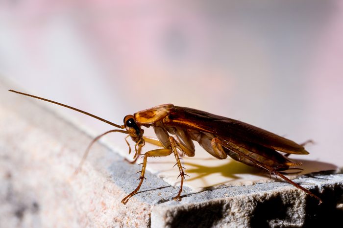 Red cockroach on the wall at night.