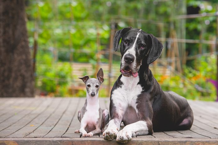 Great Dane and Italian Greyhound best friends