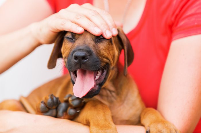 woman holds a Rhodesian Ridgeback puppy in the hands and pets him