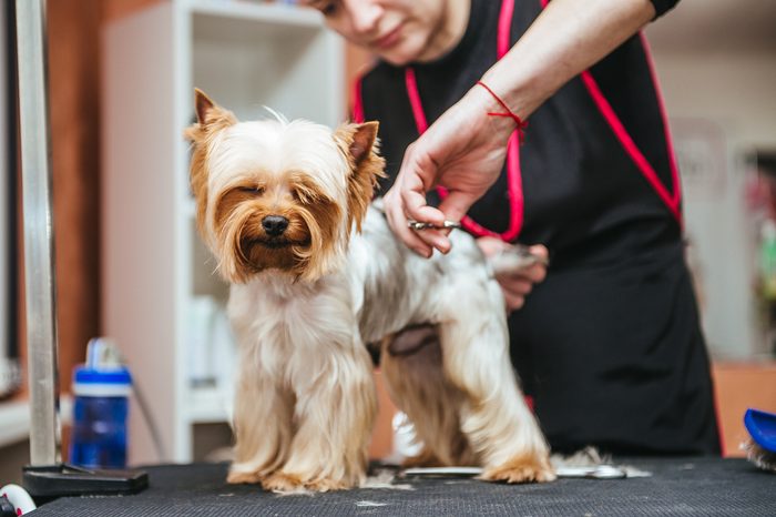 Grooming Yorkshire Terrier professional hairdresser. Hairdresser mows Yorkshire Terrier fur on the ear with a trimmer