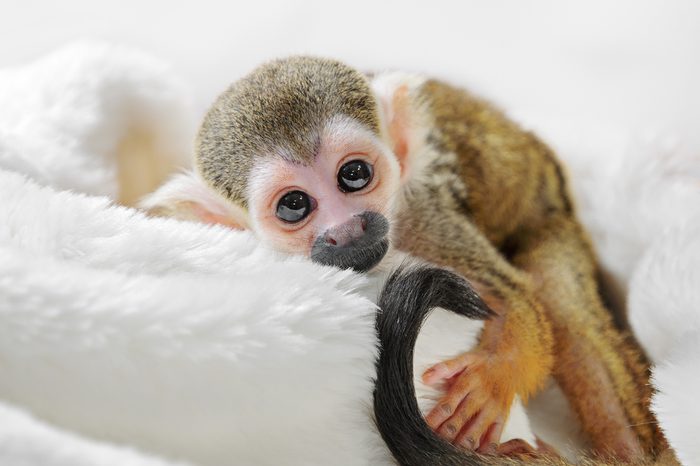 Squirrel Monkey