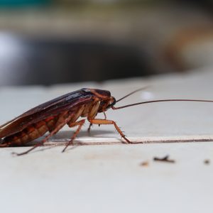 Dying cockroach Blattodea crawling around the kitchen, isolated,