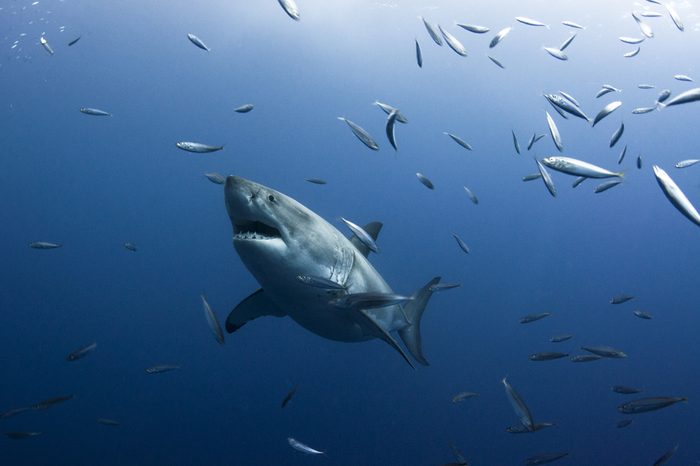 A Great White Shark Surrounded by Small Fish