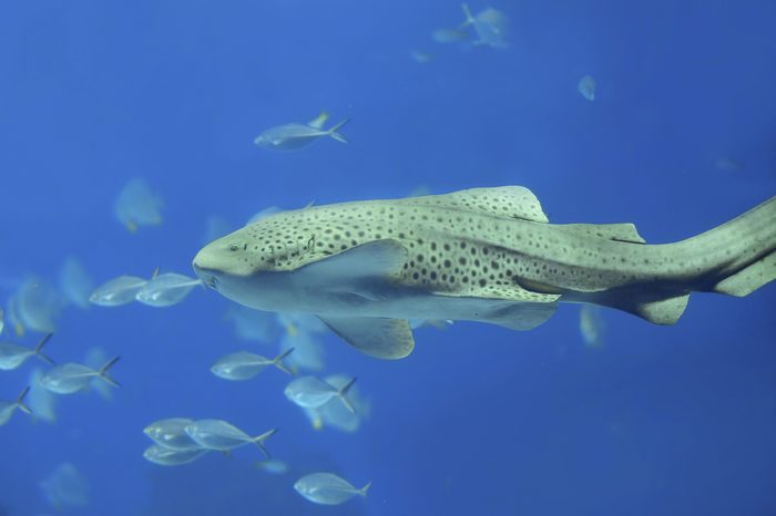 Zebra shark swimming in blue water at Phi Phi, Thailand