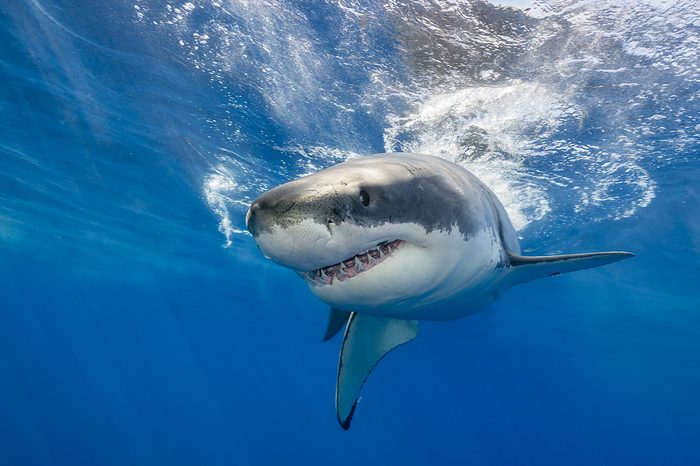 Great white shark swimming just under the surface at Guadalupe Island Mexico