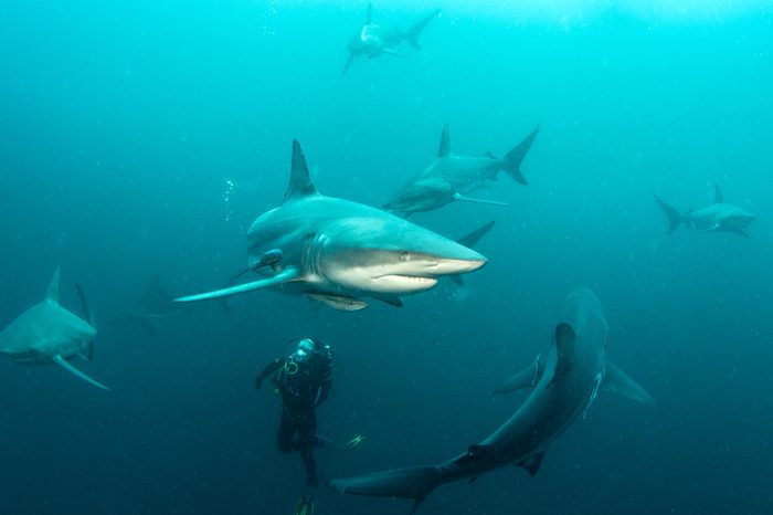 Oceanic Black Tip Shark