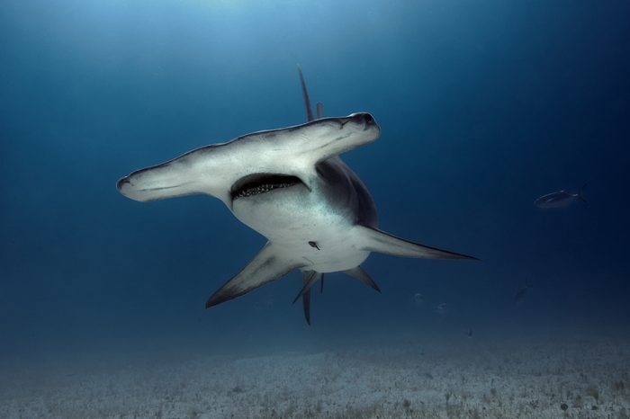 Hammerhead