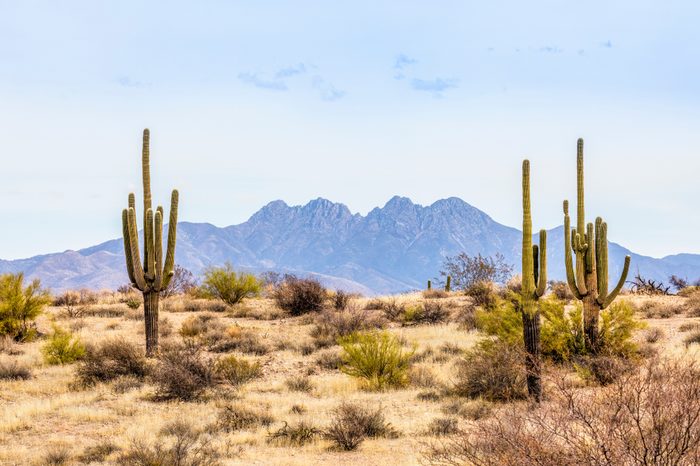 Four Peaks, a prominent landmark of the Mazatzal Mountains on the eastern skyline of Phoenix, Arizona, is framed by tall saguaro cacti in the desert.