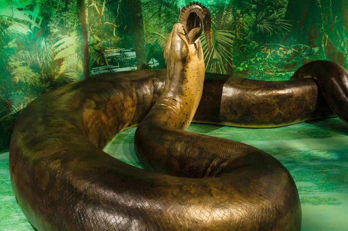 titanboa snake