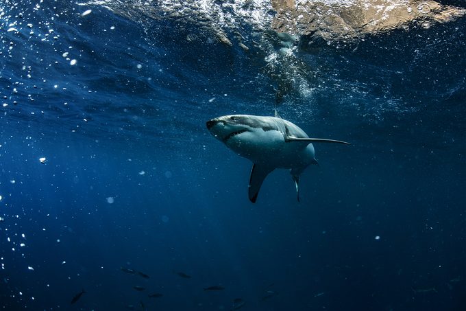 Great White Shark Underwater Photo in Open Water