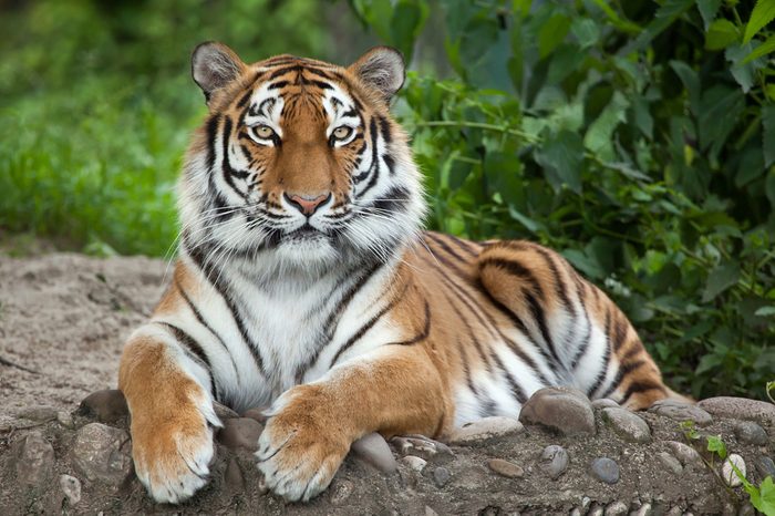 Siberian tiger (Panthera tigris altaica), also known as the Amur tiger.