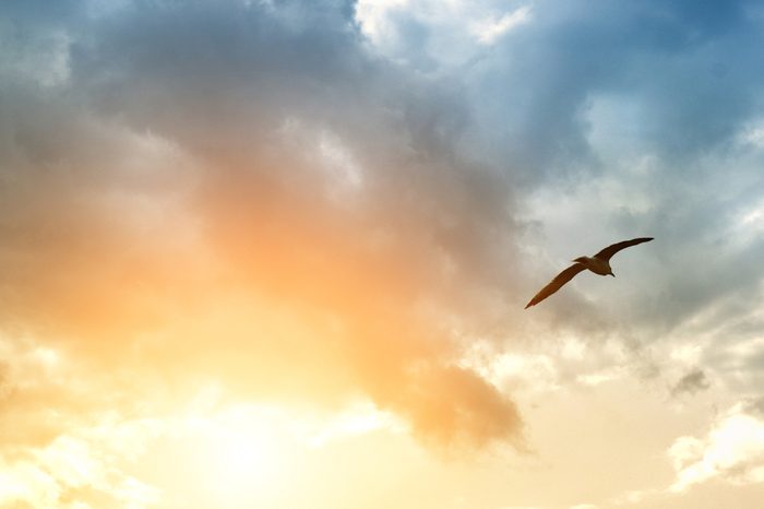 bird and dramatic clouds