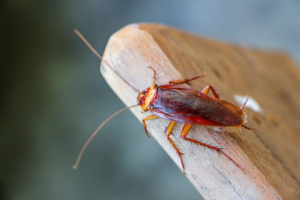 Cockroach on wood