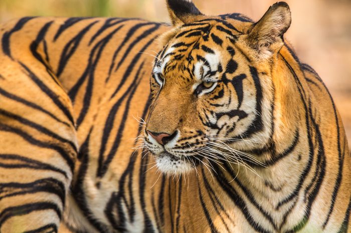 Indochinese tiger species in the zoo.