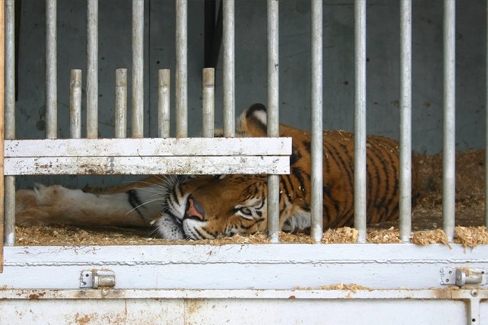 Locked up tiger in a circus caravan