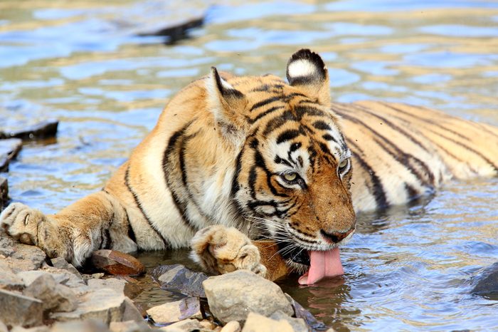 machali the lady of the lakes