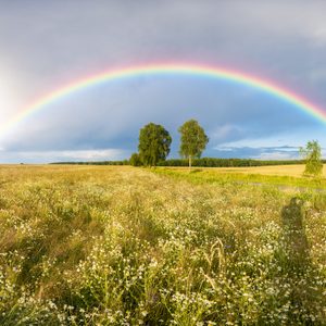 Rainbow over a field of wheat