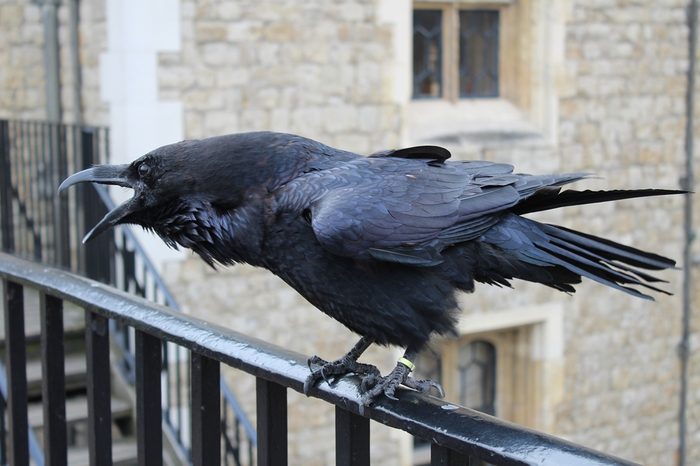 a raven at the Tower of London