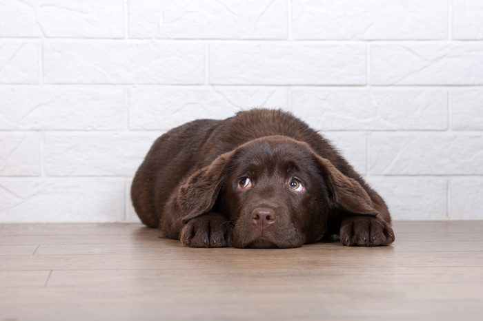 scared brown labrador puppy lying on the floor