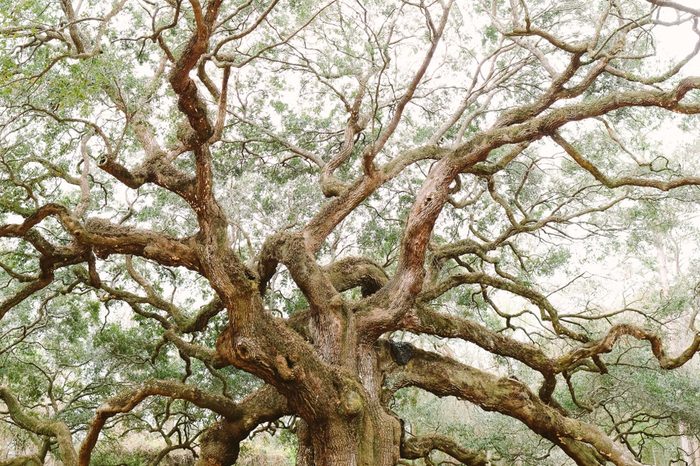 Angel Oak Tree