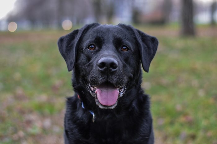 labrador