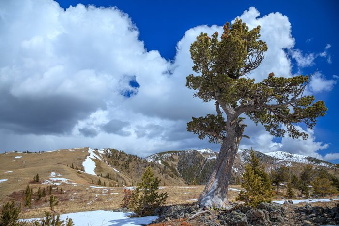 Old limber pine in the Rocky Mountain foothills, Alberta, Canada