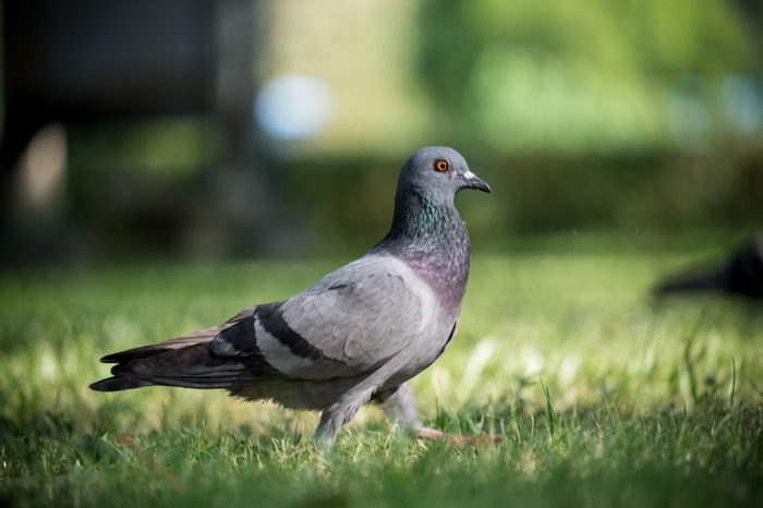 Pigeons Birds of Thailand, Bangkok Pigeons Background, Wallpaper, Pigeons