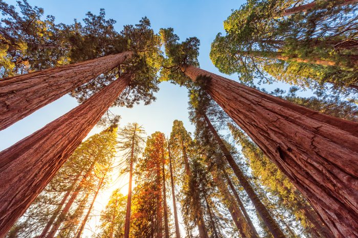 Giant Sequoias Forest. Sequoia National Park in California Sierra Nevada Mountains, USA.