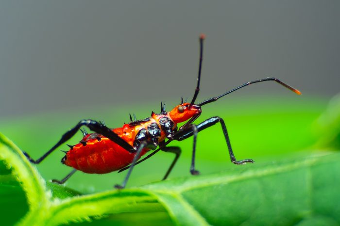 Assassin bug with natural background Macro(Sycanus collaris)