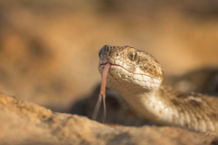 Saw Scaled Viper is one of the most venomous snakes of India and it is also one of the smallest venomous snake found in India.