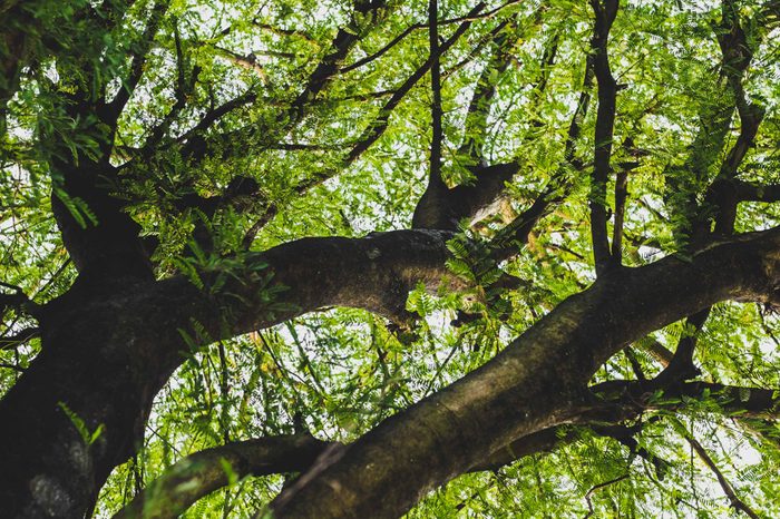 Big tree and big branch have green leaves plant in forest very fresh , soft focus , blurred.