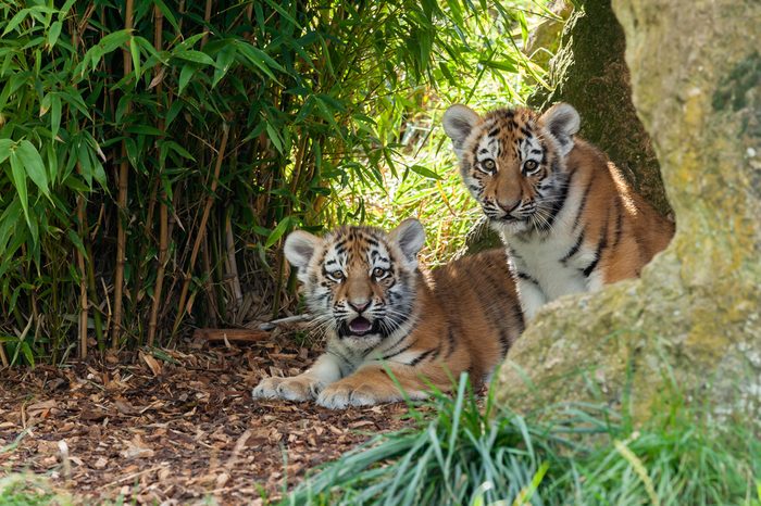 Two Adorable Amur Tiger Cubs Hiding in Shelter Panthera Tigris Altaica