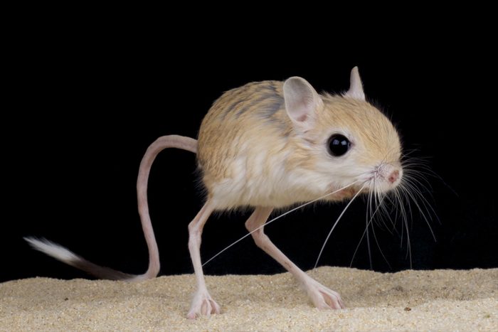Jerboa / Jaculus jaculus
