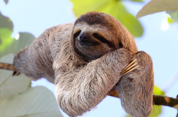 Happy sloth hanging on the tree