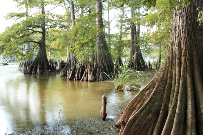 Massive Bald Cypress Trees at the Edge of a Lake