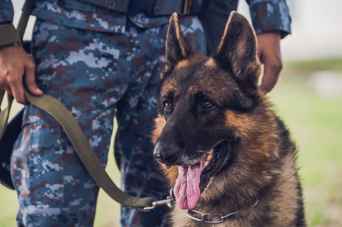 Soldiers from the K-9 unit demonstrations to attack the enemy , the green lawns , German Shepherd dog stand.