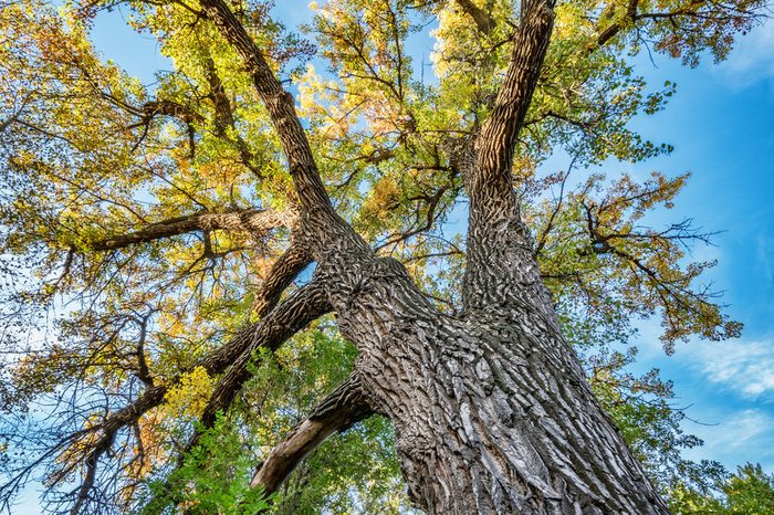 Giant cottonwood tree with fall foliage native to Colorado Plains, also the State tree of Wyoming, Nebraska, and Kansas - looking up