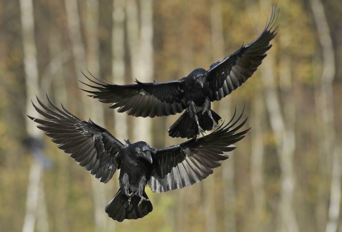 raven
