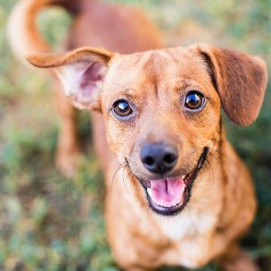 Chihuahua Mixed Tan Dog Smiling at the Camera