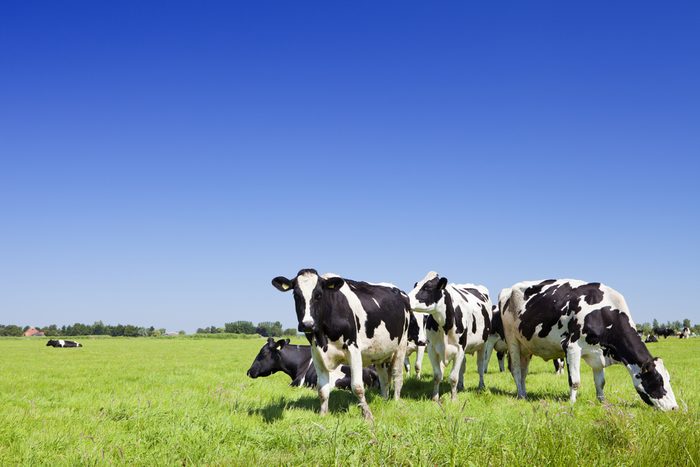 Black and white cows in a grassy field on a bright and sunny day in The Netherlands.
