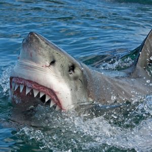 Great white shark, Carcharodon carcharias