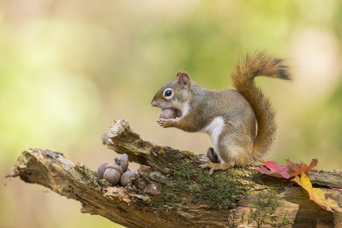 Cute American red squirrel in autumn golden light eating acorn