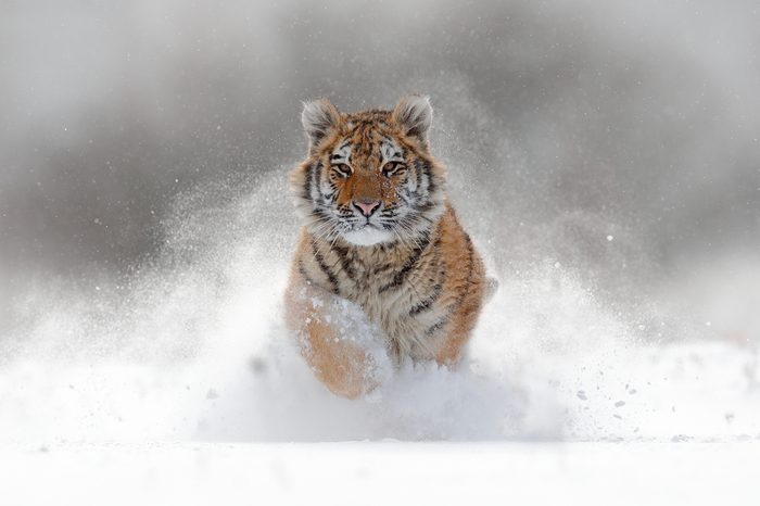 Tiger in wild winter nature, running in the snow. Action wildlife scene with dangerous animal. Cold winter in taiga, Russia. Snowflakes with beautiful Siberian tiger, Panthera tigris altaica.