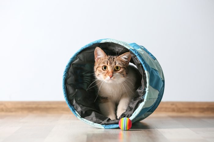 Cute funny cat playing at home