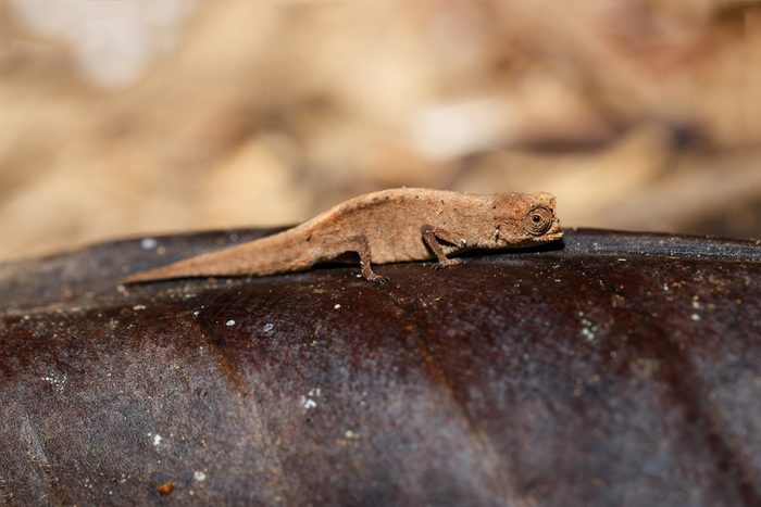 tiny chameleon Brookesia minima, micra (Brookesia minima), smallest known chameleon and among the smallest reptiles of the world. Nosy mangabe, madagascar wildlife and wilderness